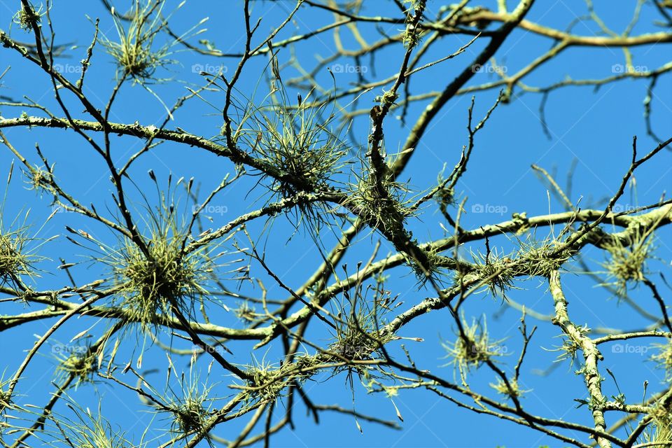 Moss on tree branches/Musgo nos galhos da árvore.