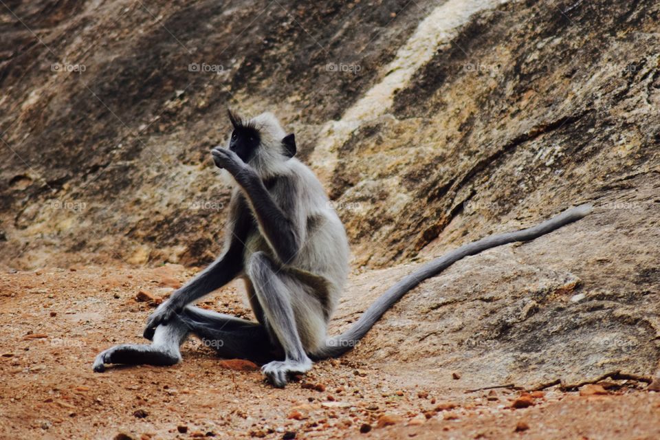 The monkey just chillin. Eating. He said I could take the pic.