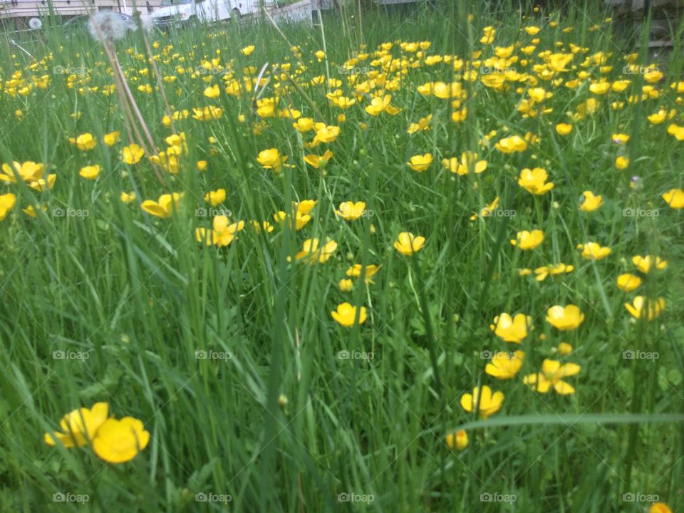 Buttercups in the Green Grass