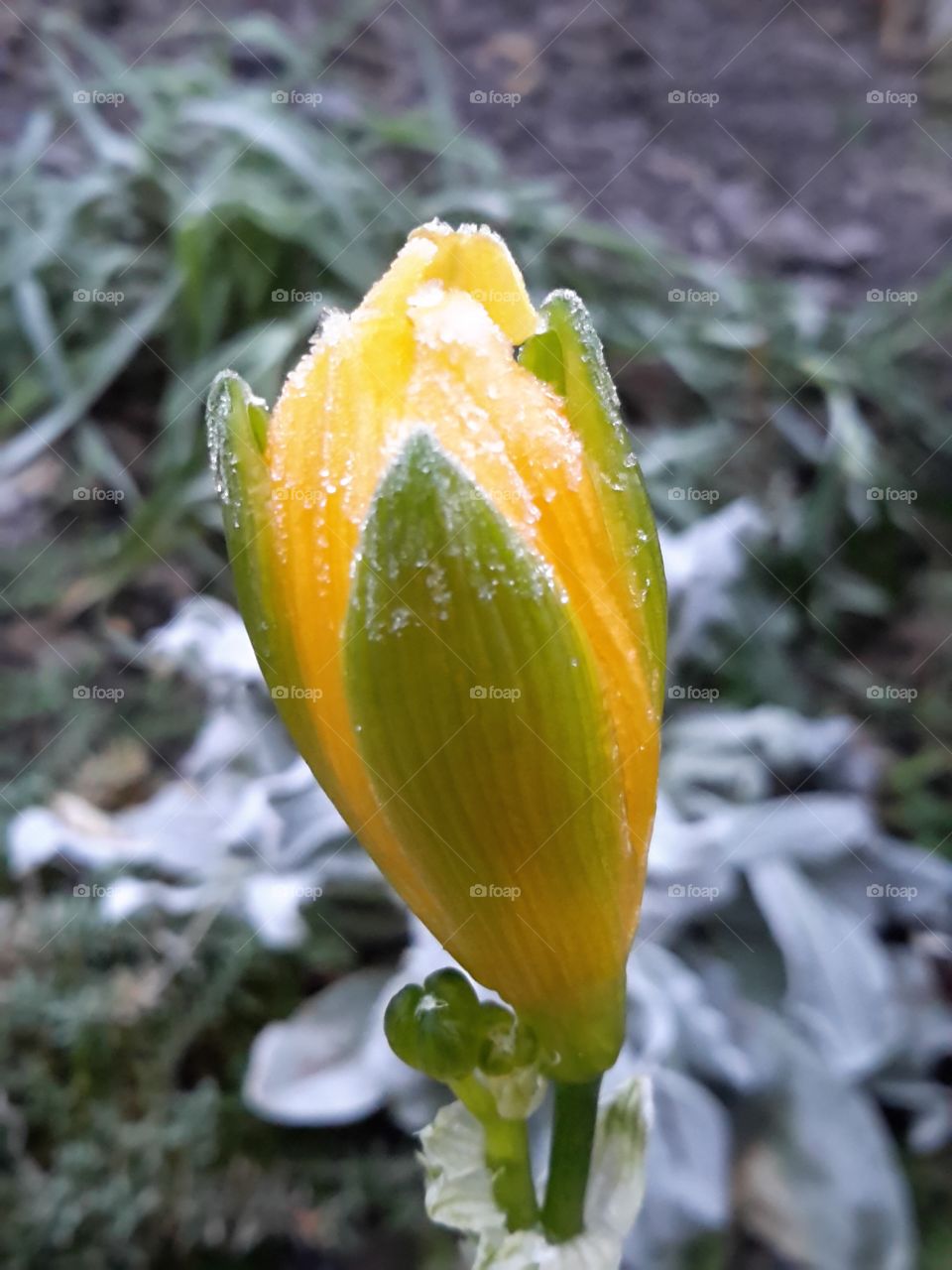 Yellow bud in winter