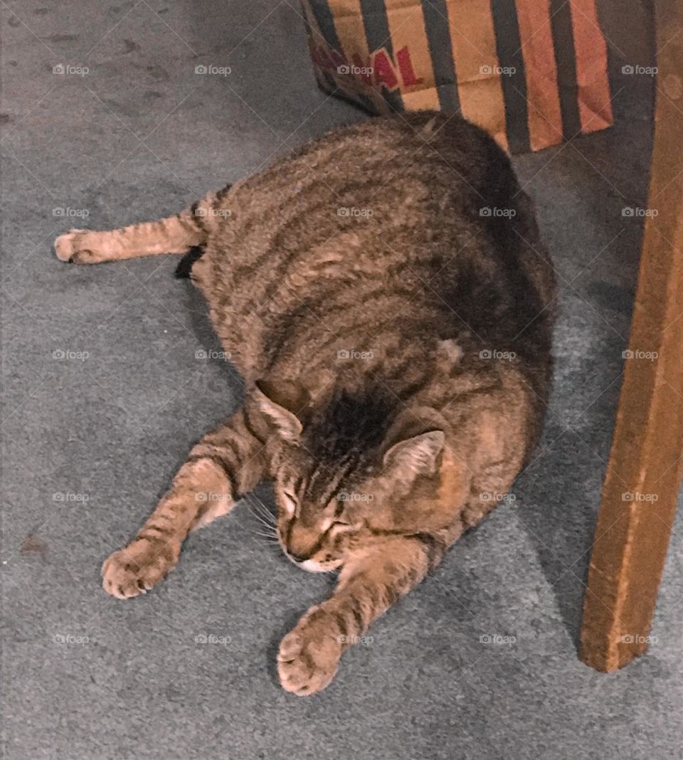 A chubby household cat named Kitty. He is merely slouching to pass the time on the weekend.
