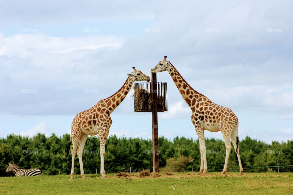 Twin towers standing tall 