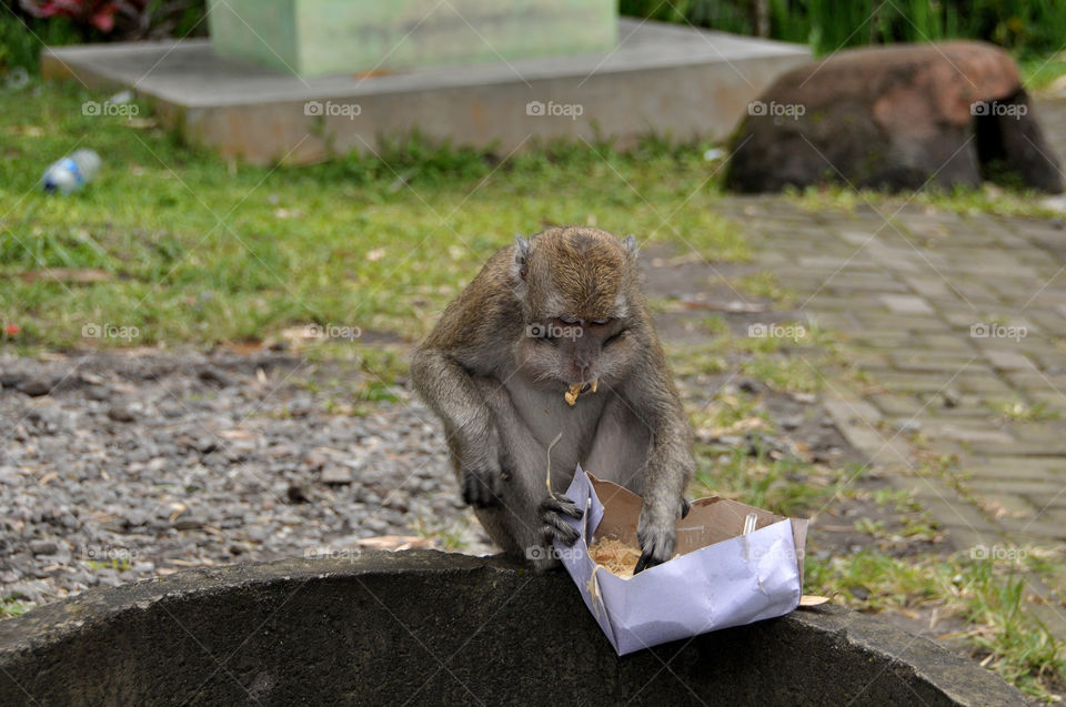 PHOTO STORY: A long-tailed monkey, while looking for food in a garbage can, in the Mount Merapi area, Sleman, Yogyakarta. Tuesday, December 25, 2018.

Photos: 2