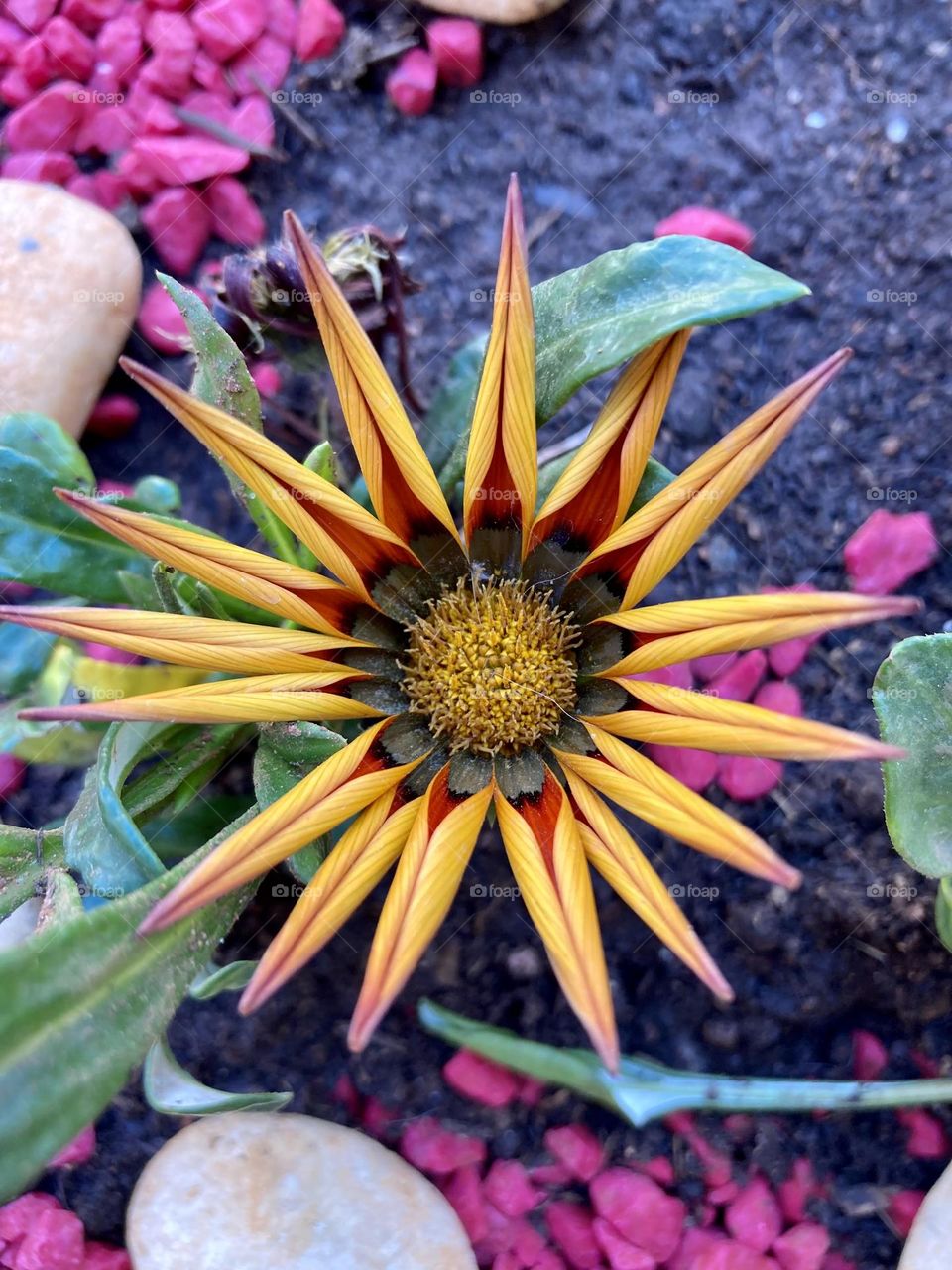 🌹 🇺🇸 Very beautiful flowers to brighten our day.  Live nature and its beauty. Did you like the delicate petals? / 🇧🇷 Flores muito bonitas para alegrar nosso dia. Viva a natureza e sua beleza. Gostaram das pétalas delicadas? 