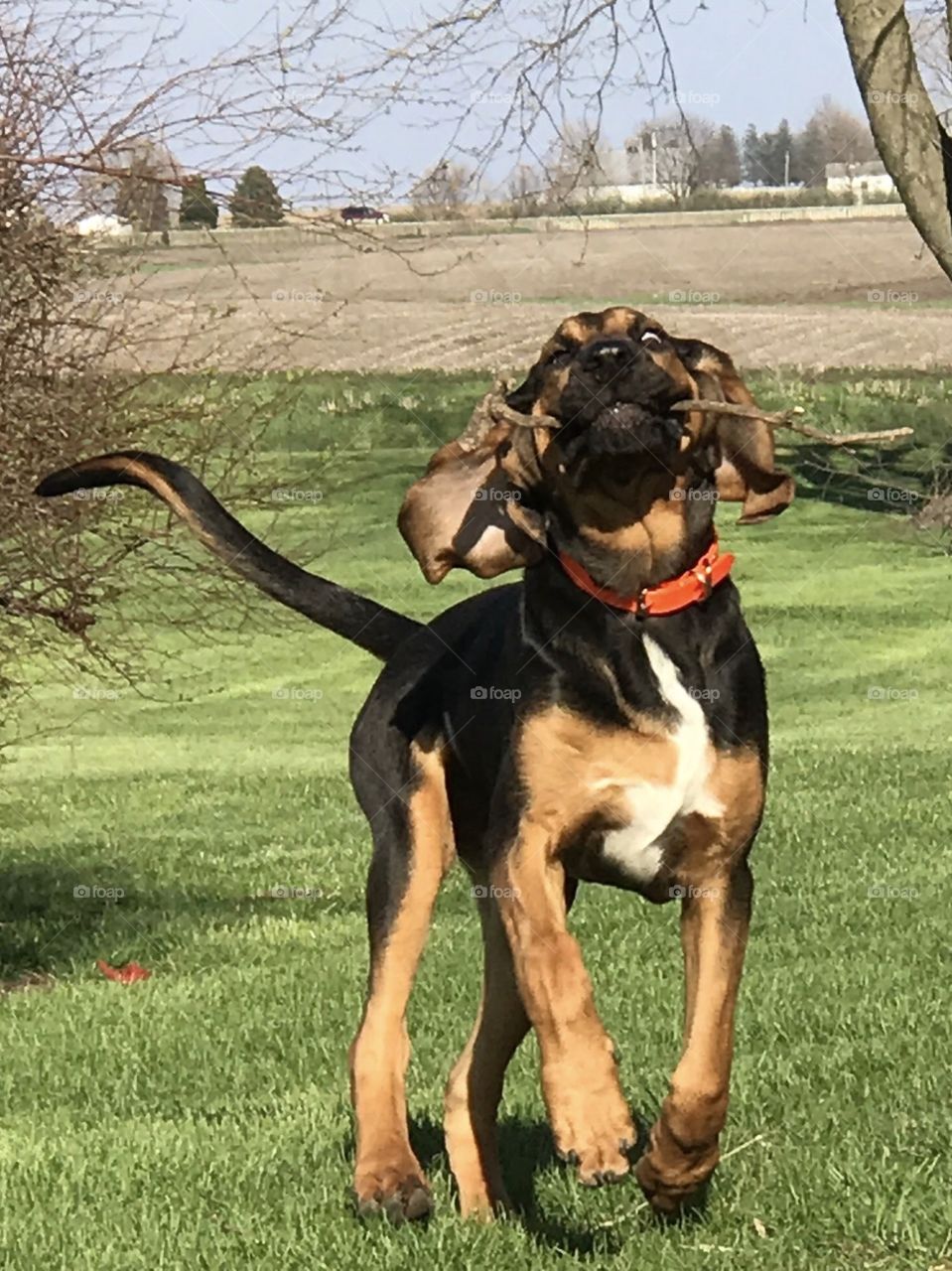 Bloodhound running with stick