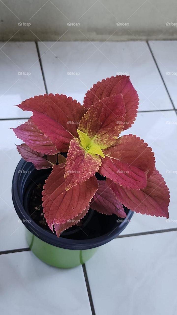 Joseph Coat with a difference