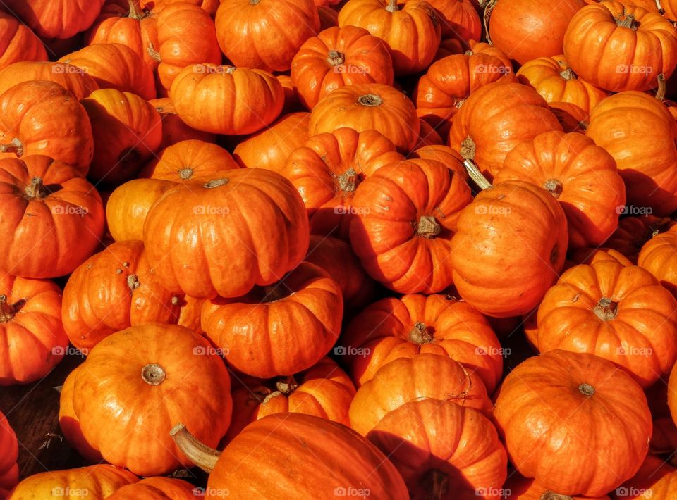 Many Tiny Orange Pumpkins Piled Together