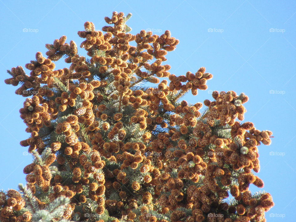 the harvest of cones on the tree