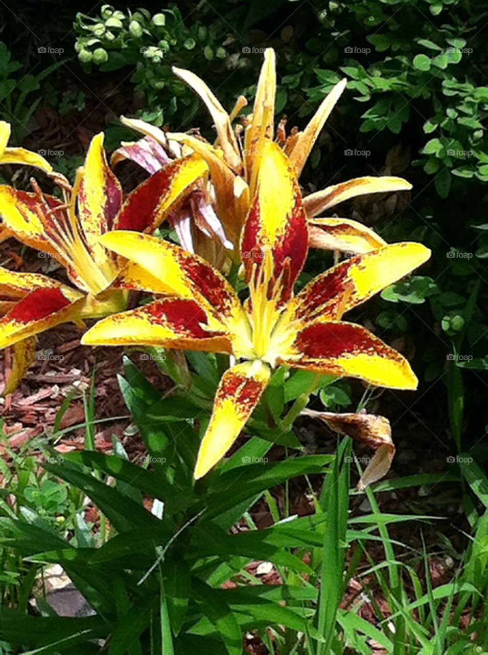Tiger lily