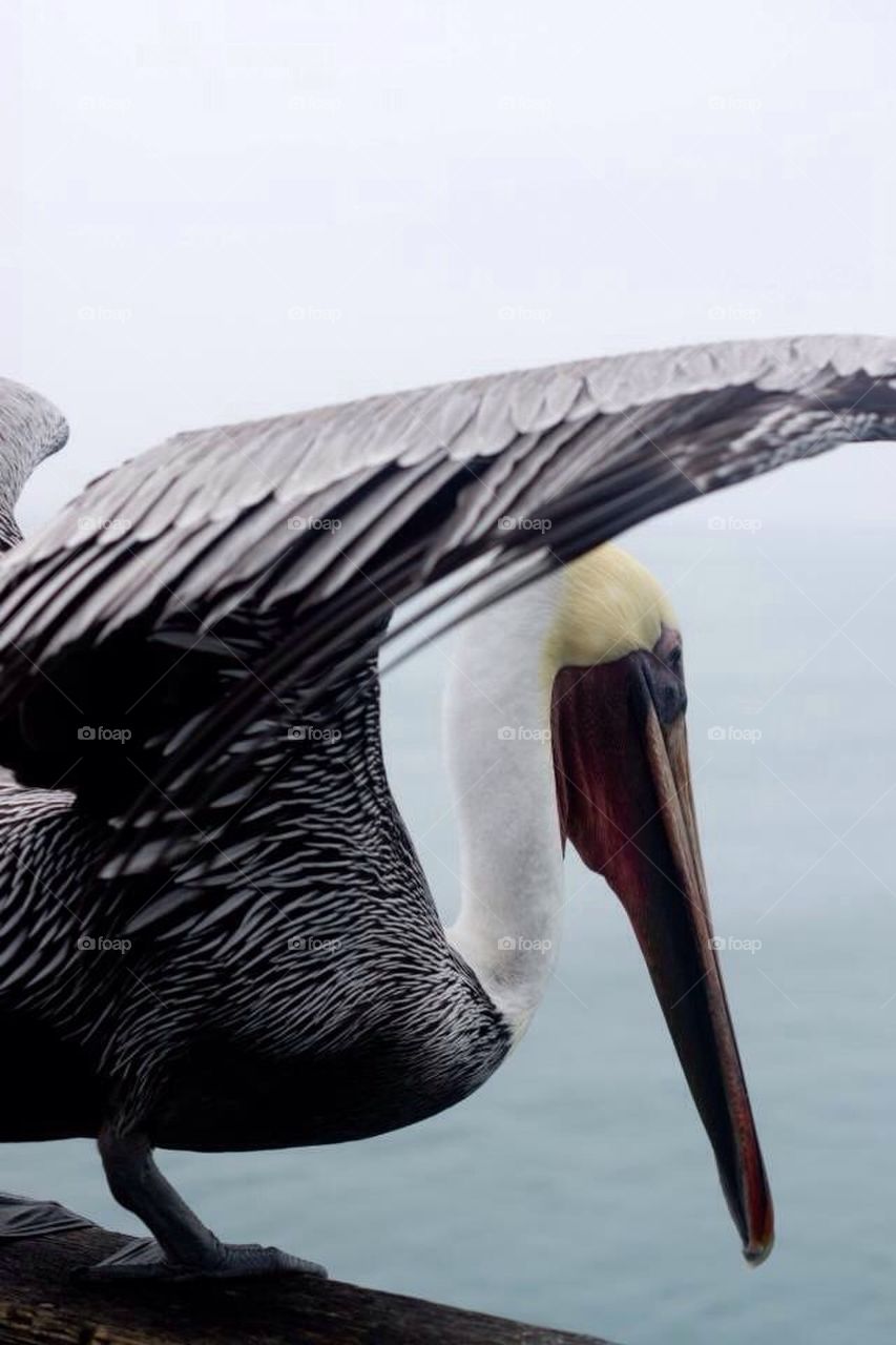 Pelican