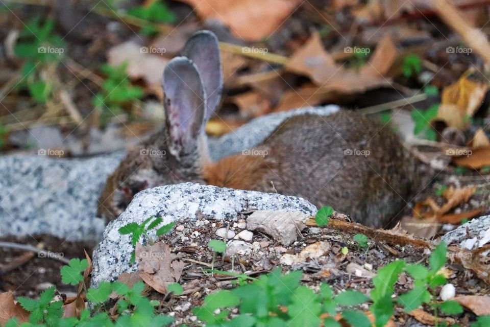 A wild rabbit in a wooded part of the city of Madrid