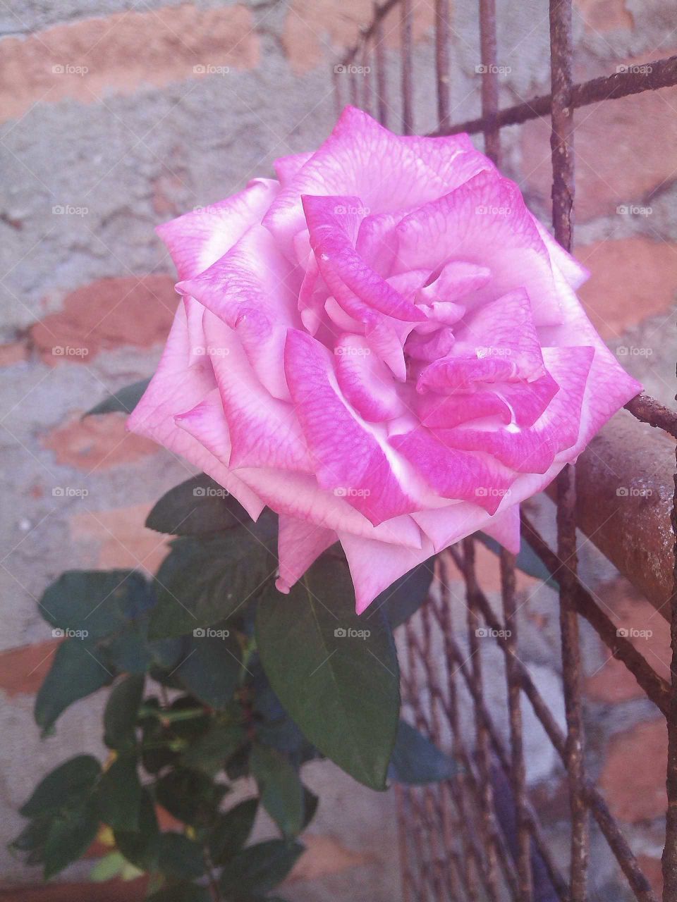 rose