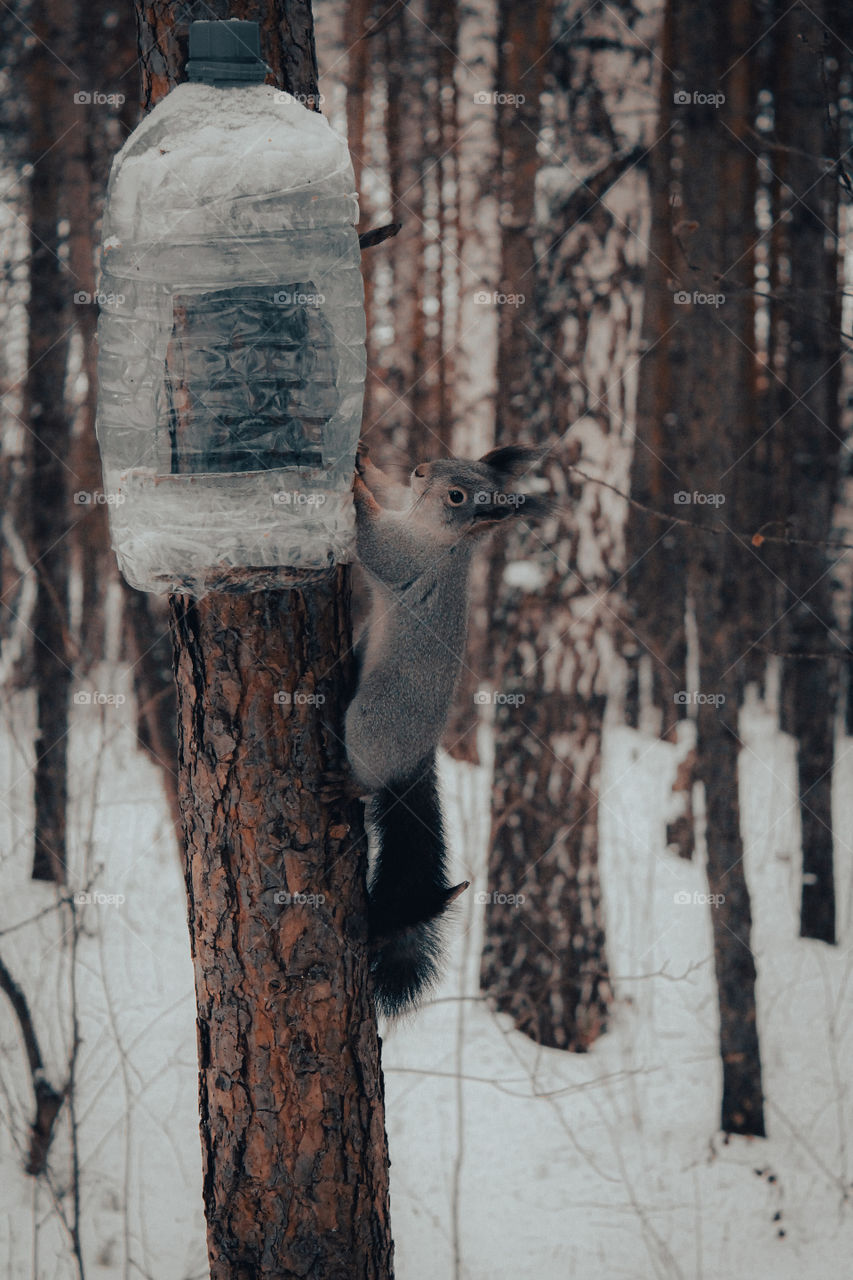 Cute forest squirrel