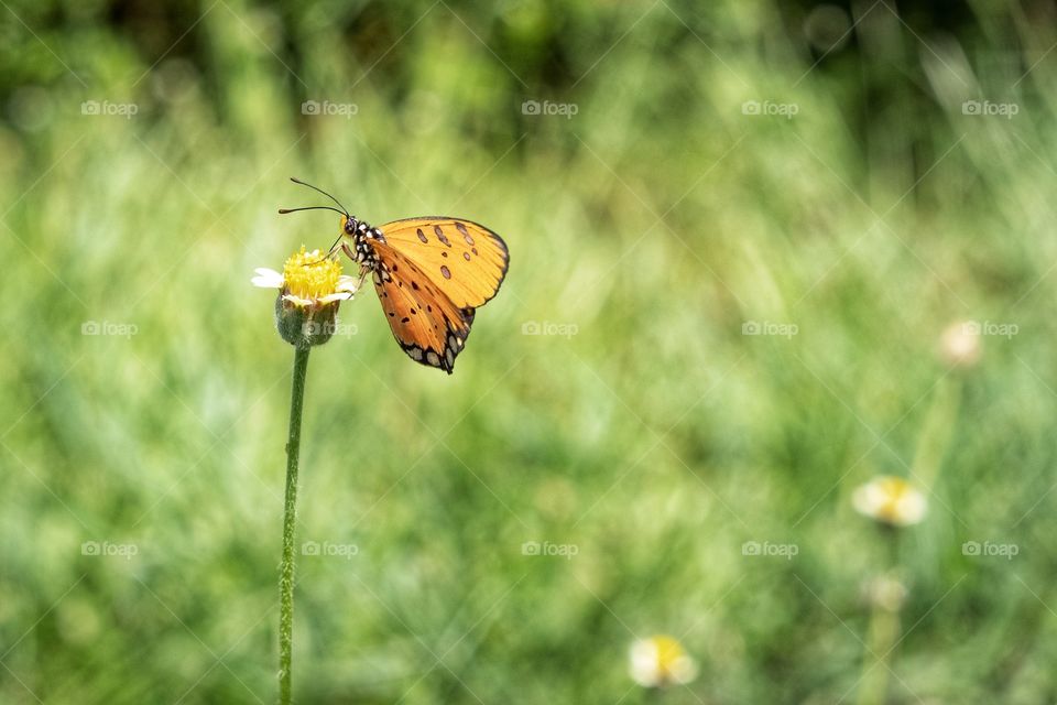Close up butterfly on grass flower