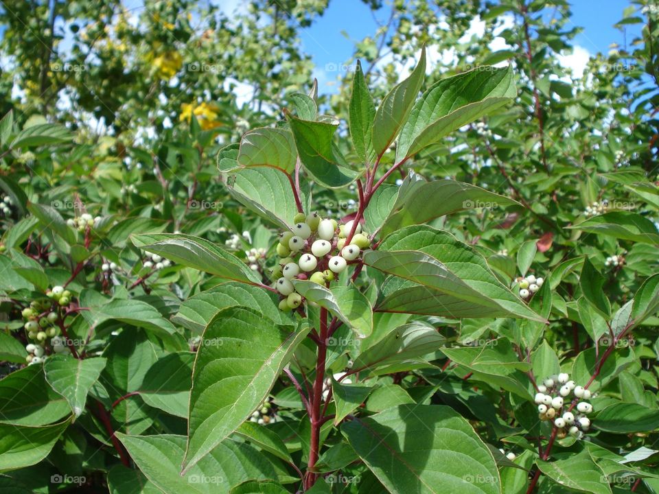 Nature, Leaf, Tree, No Person, Fruit