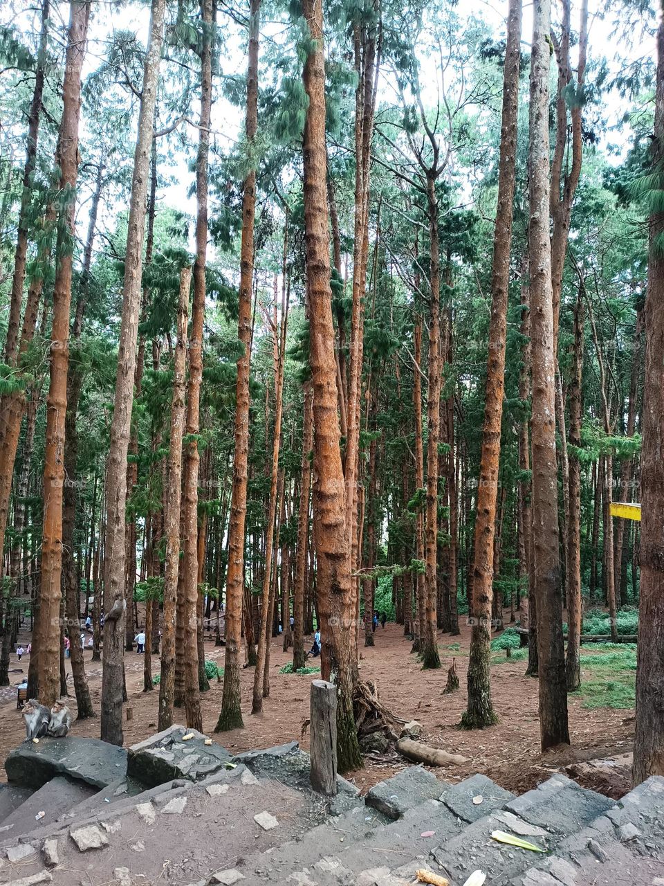 nature: this word included everything, pine forest photo from Ooty in India