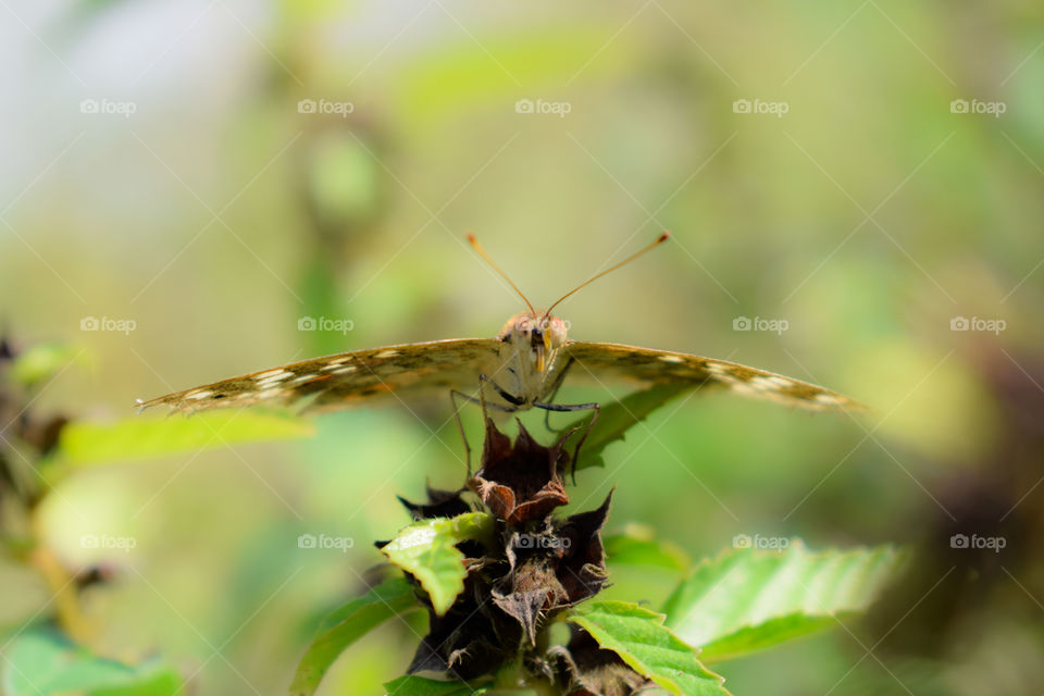 Close up of Butterfly on Nature Background
