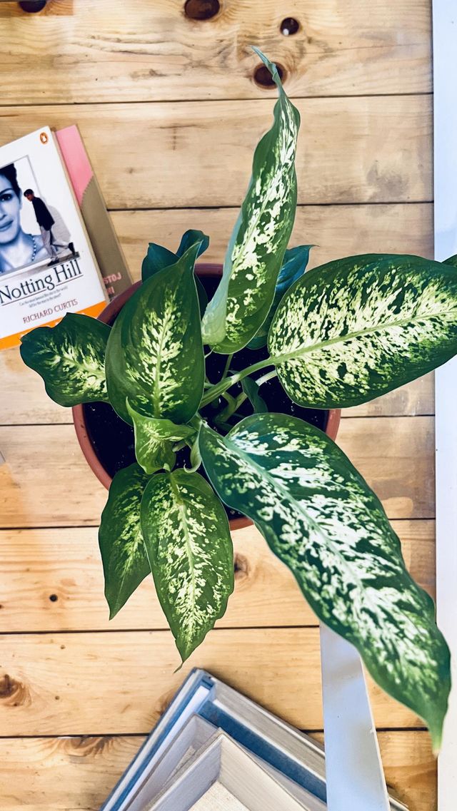 Plants