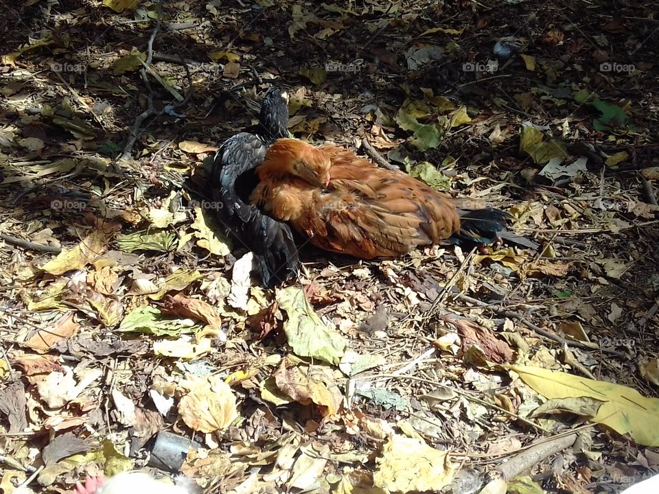 Chicken taking a nap