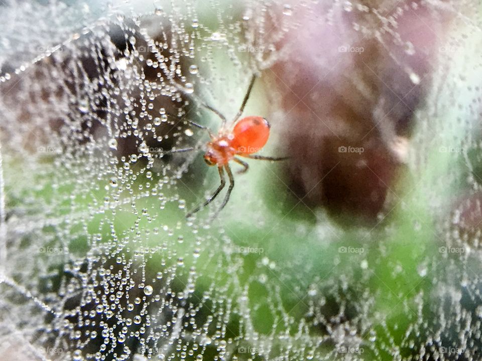 Macro spider web with dew drops 