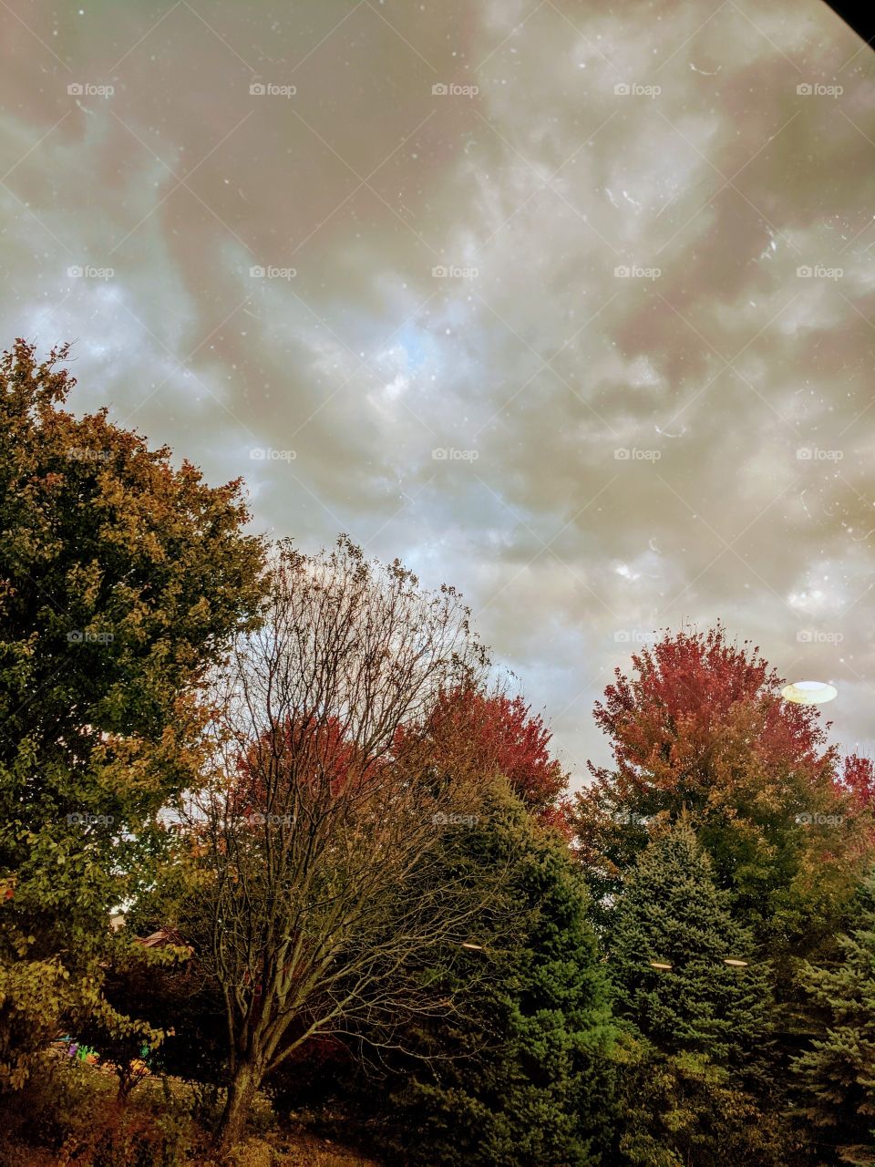 Beautiful Nature 🥰🌹🌹 Nature is so beautiful when it's having full of colourful trees and flowers all over ❤️❤️❤️