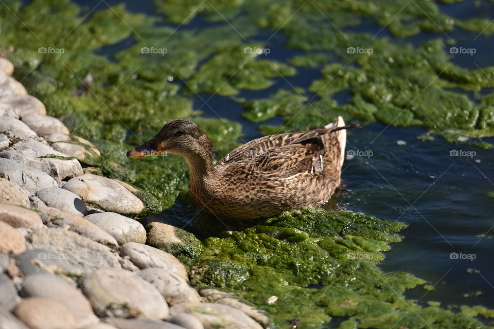 Duck swimming in algae water