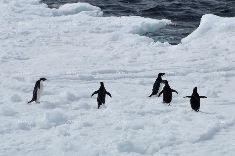 Penguins on a Passing Iceberg