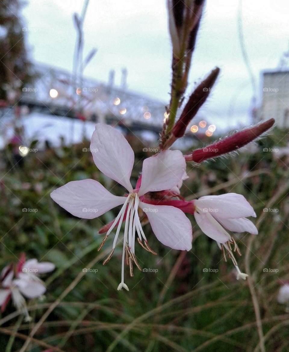 industrialized nature