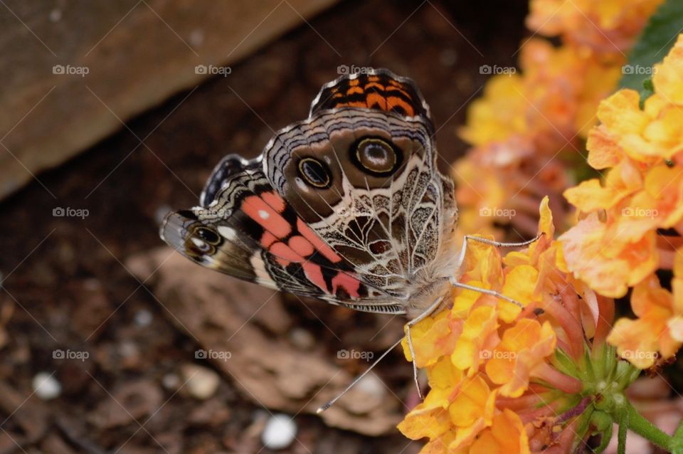 Beautiful Butterflies- The View From Below