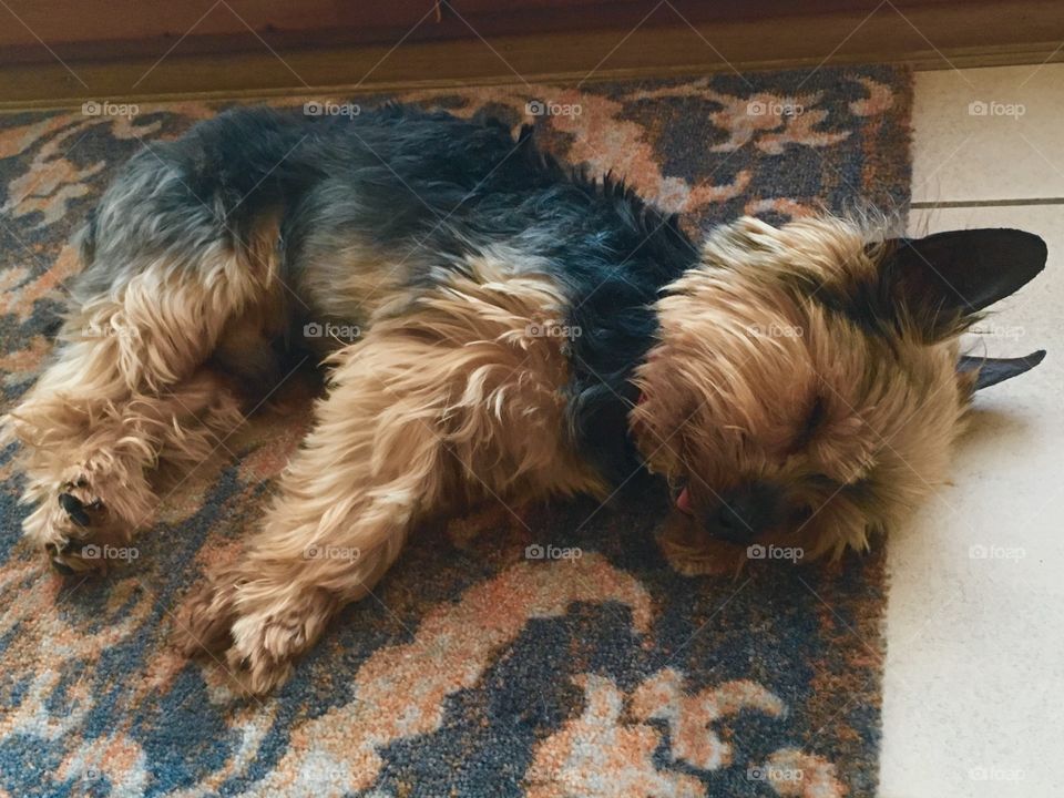 Sleeping yorkie 