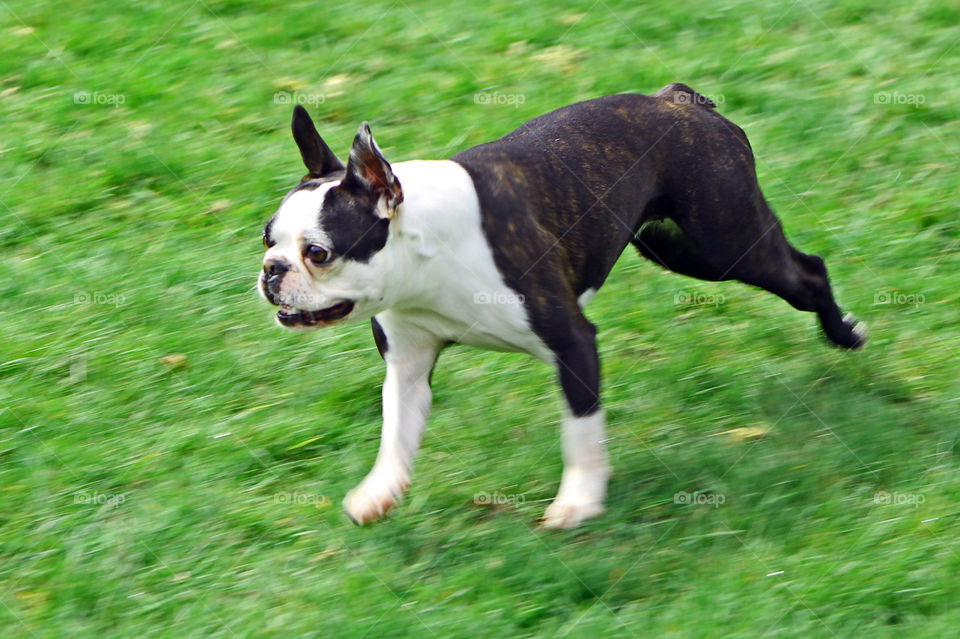My Boston Terriers love to run and chase balls with each other and their humans. They run at supersonic speed so its hard to get a clear shot from the side as they race for the ball. Perpetual motion!