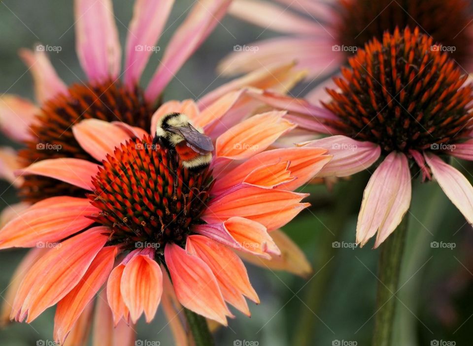 Bee Beautiful
