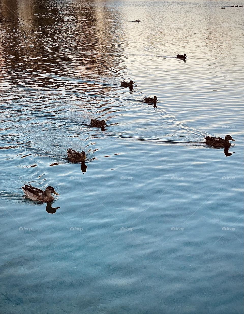 Mallards Formation