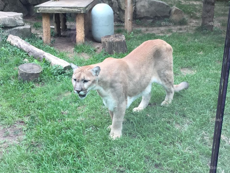 Cougar  