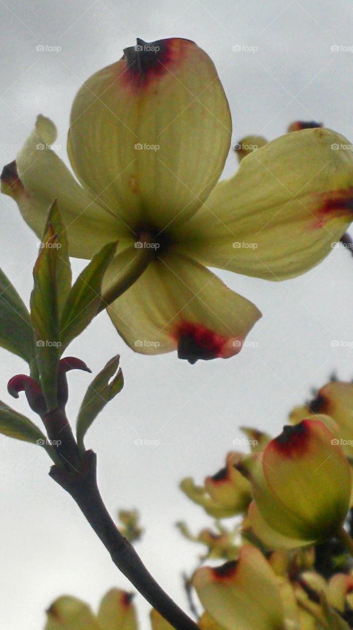 No Person, Flower, Nature, Leaf, Still Life