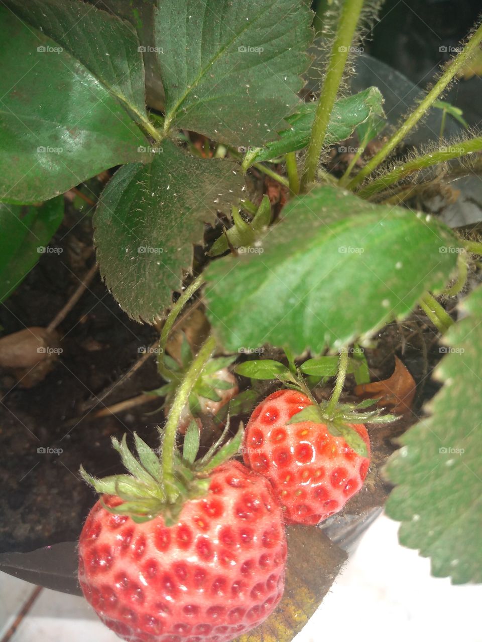 morango 🍓 no vaso