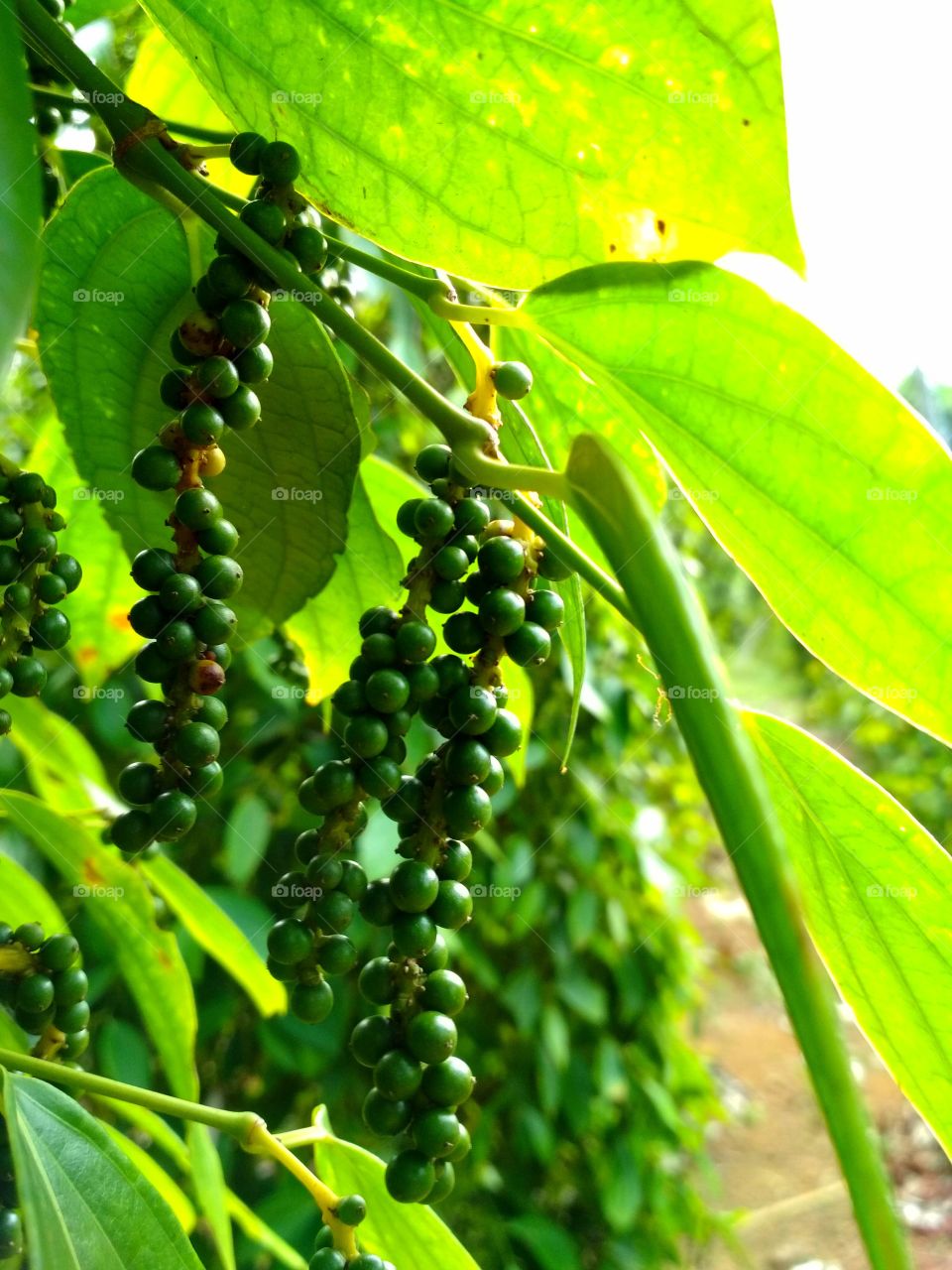 Rawspice before becoming pepper