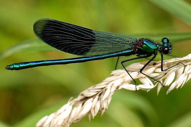 entomology