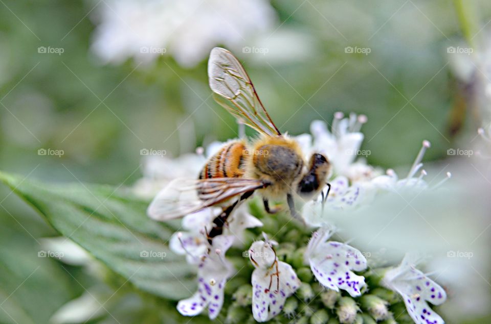 Bee on Flower