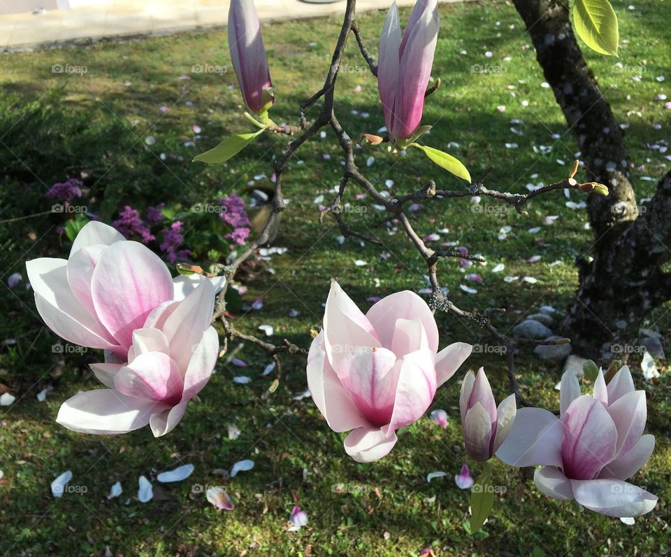 Magnolia tree 