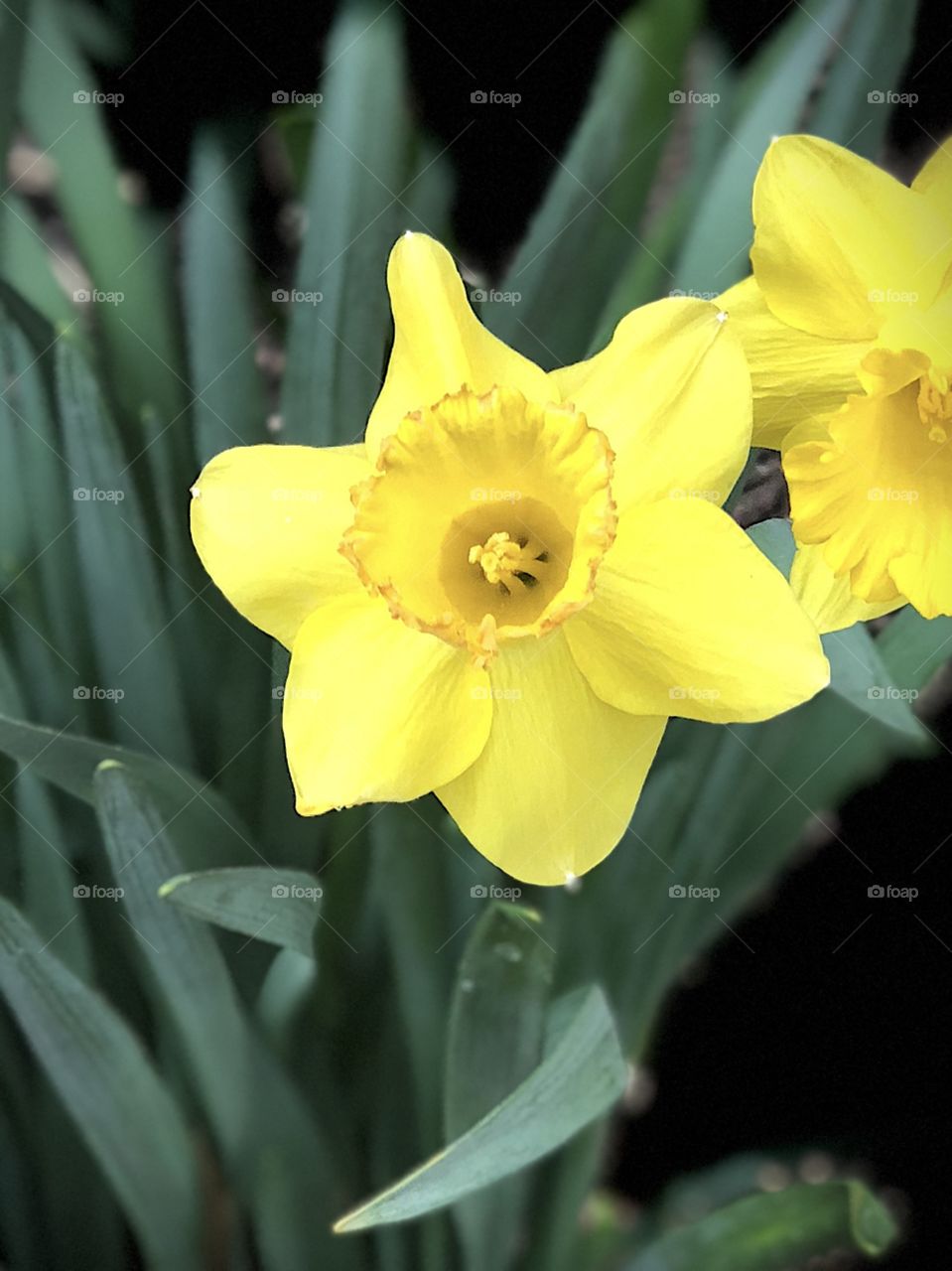 Bloom, yellow, happy, Easter.