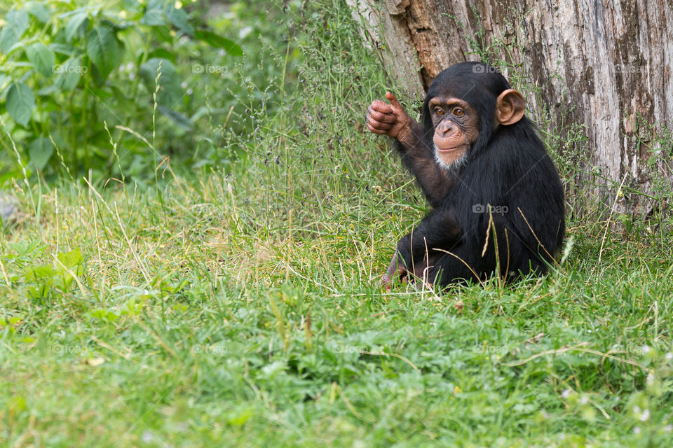 Cute baby chimpanzee sitting in the grass giving thumbs up 