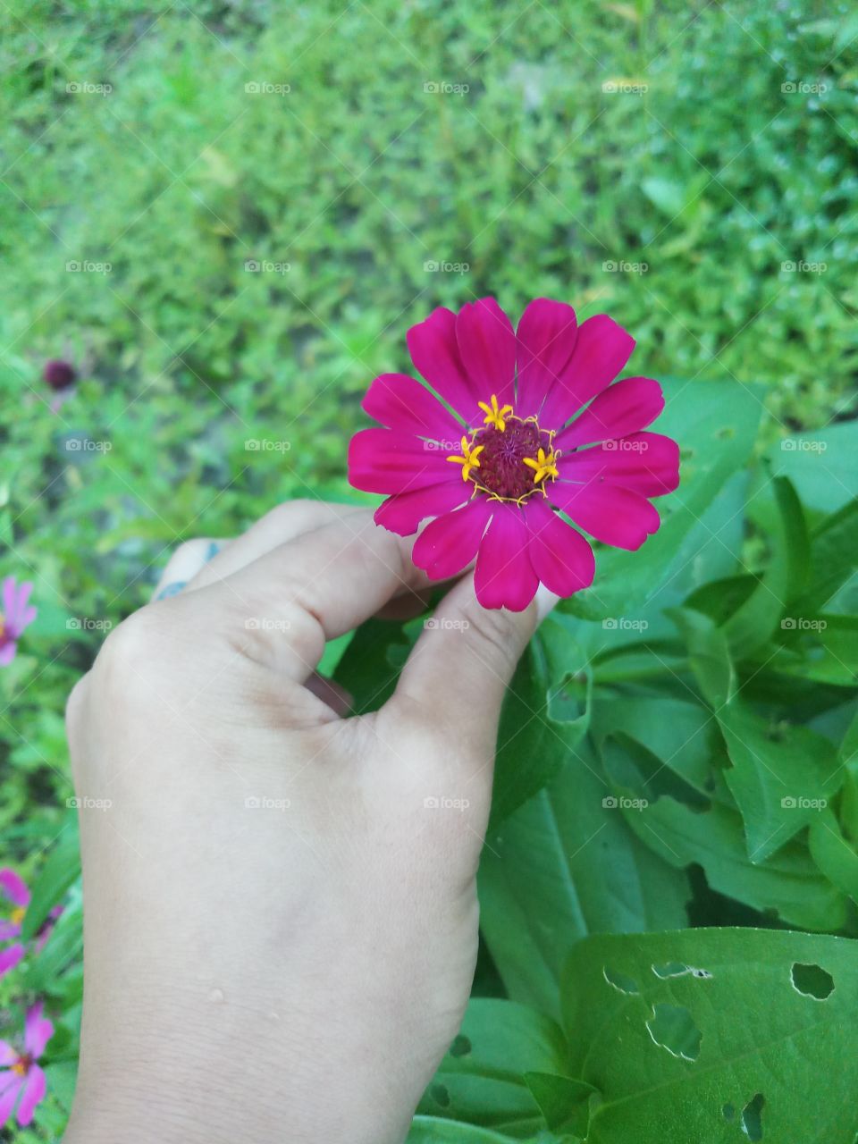 Picking red zinnia flower at the garden. Love color.
