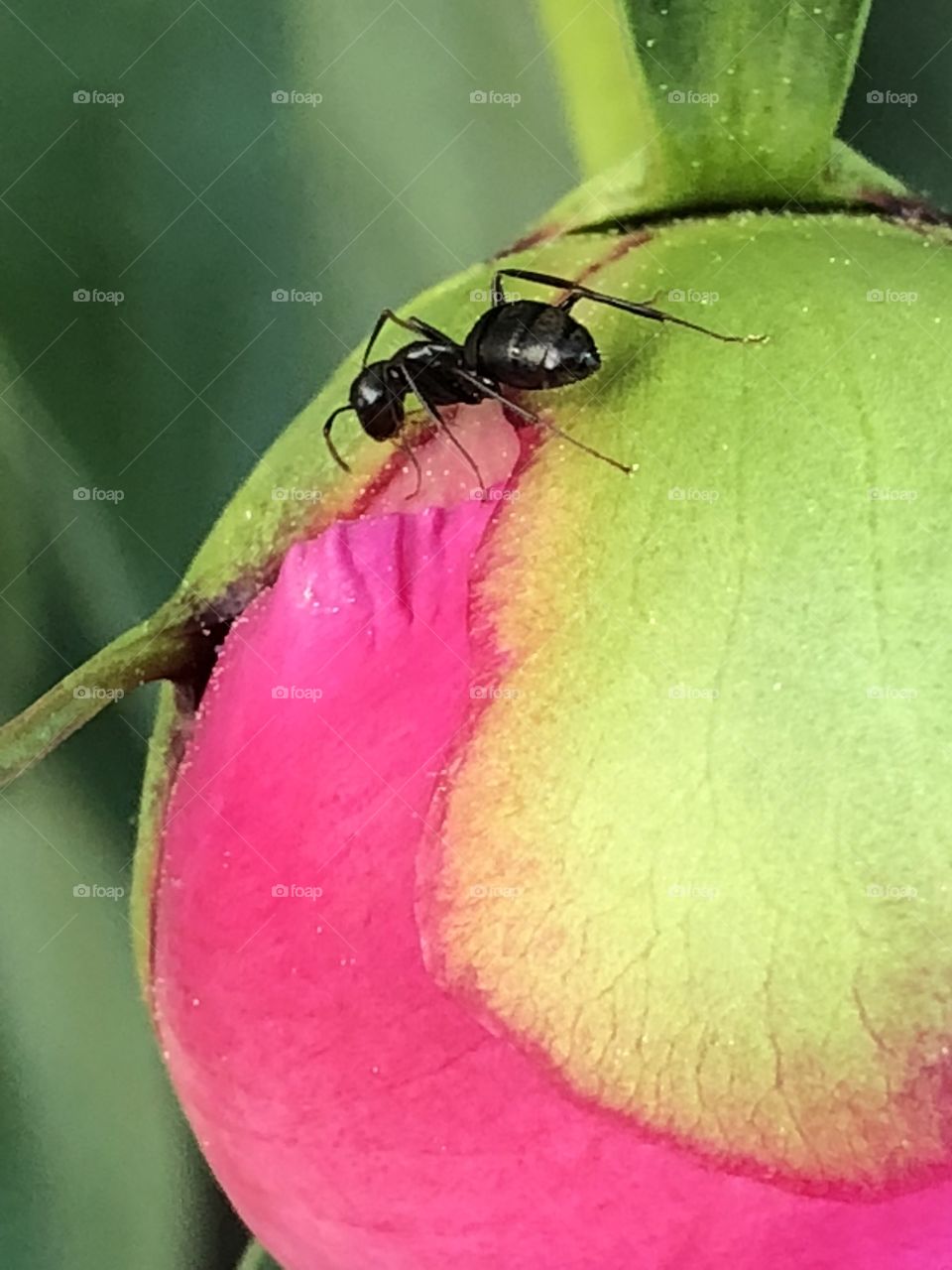 Ant helps open the peony flower 