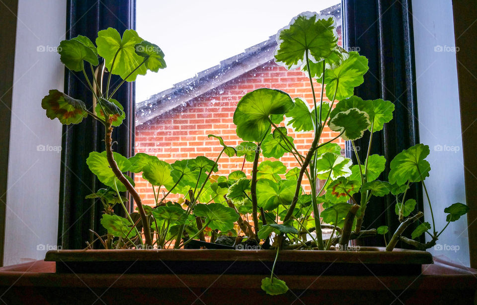 Potted plant on window sill