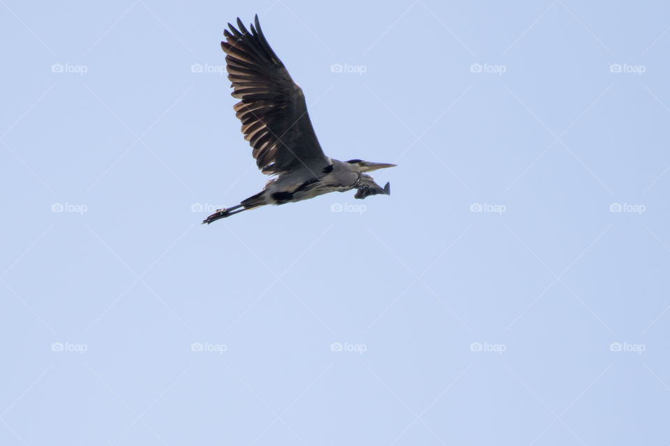 Heron in flight - flygande häger 
