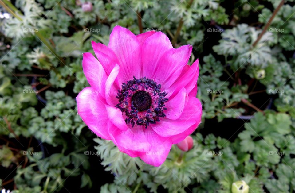 purple anemone