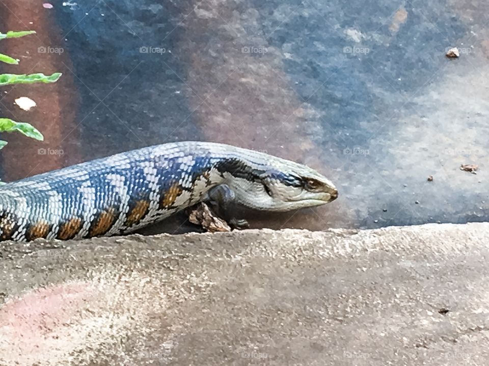 Patterned shades of variant greys on beautiful blue tongues lizard closeup 