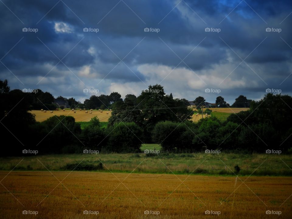field and tree