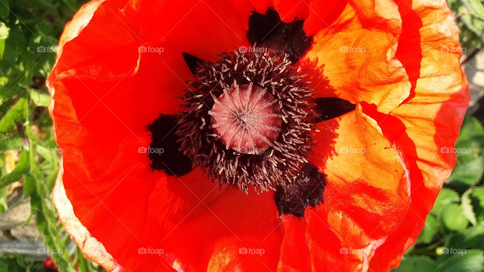 open poppy